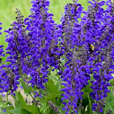 Salvia ' Fashionista Evening Attire'