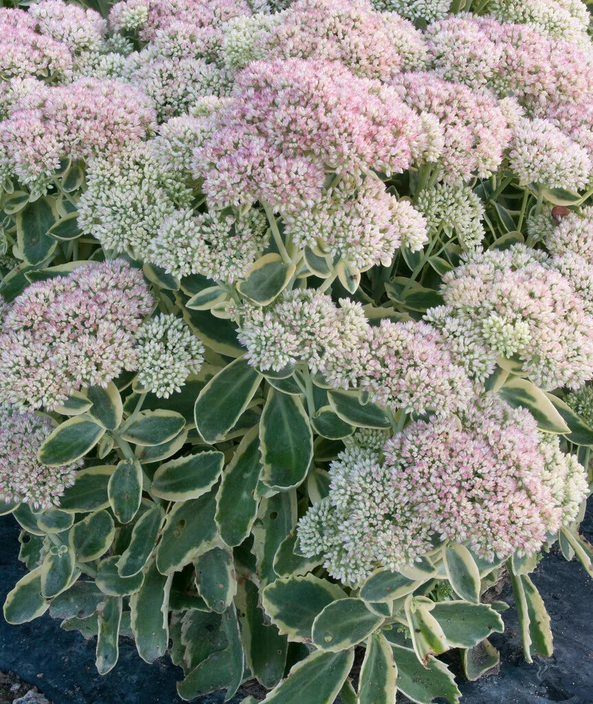 Sedum 'Frosted fire'