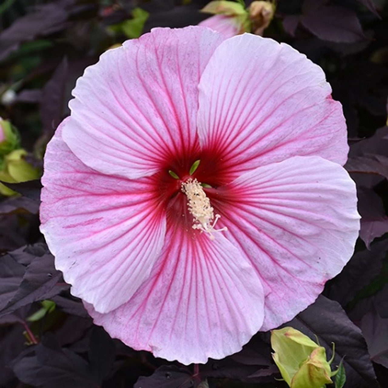 Hibiscus Edge of Night