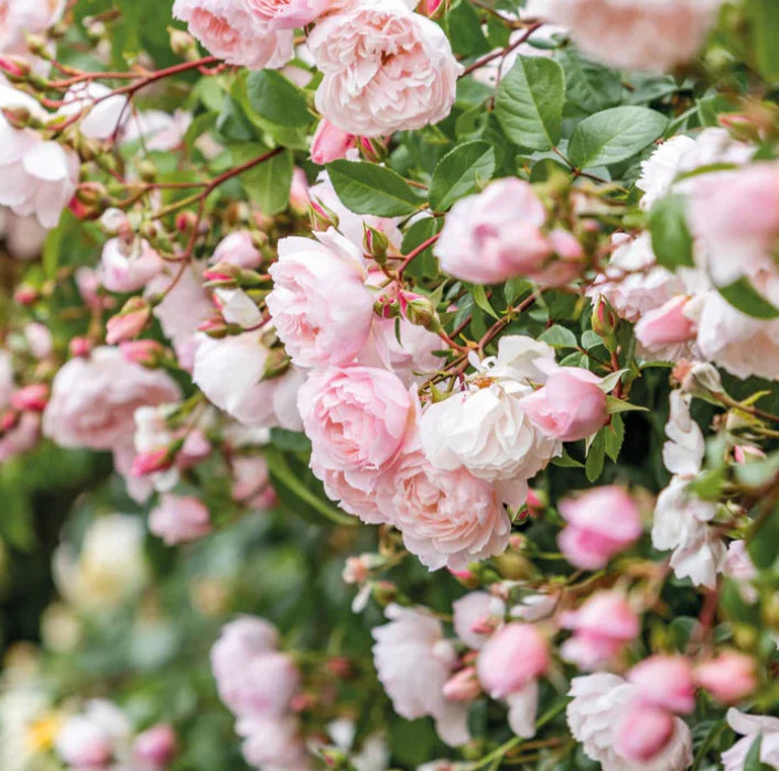 The Generous Gardener David Austin English Climbing Rose