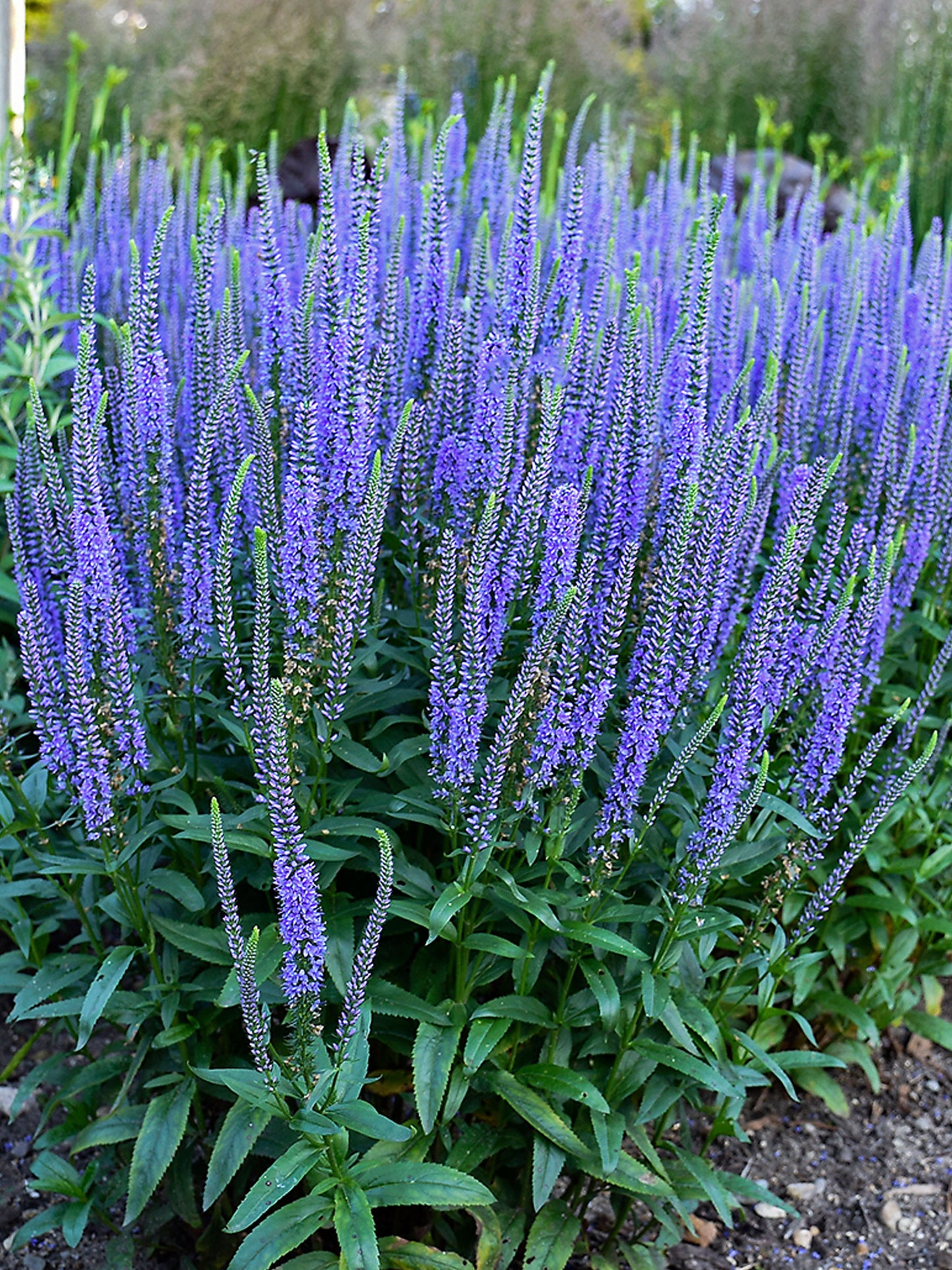 Veronica 'Blue Skywalker'