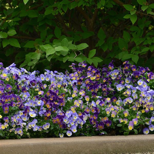 Viola 'Celestial Blue Moon'