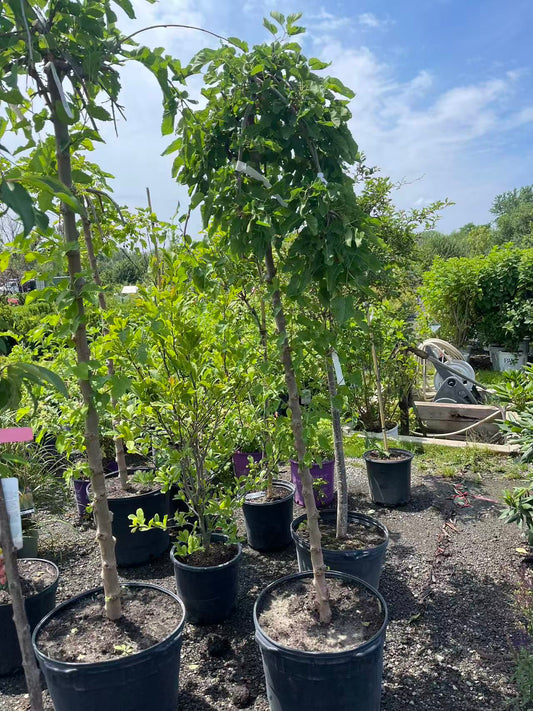 Weeping Mulberry (Fruitless)