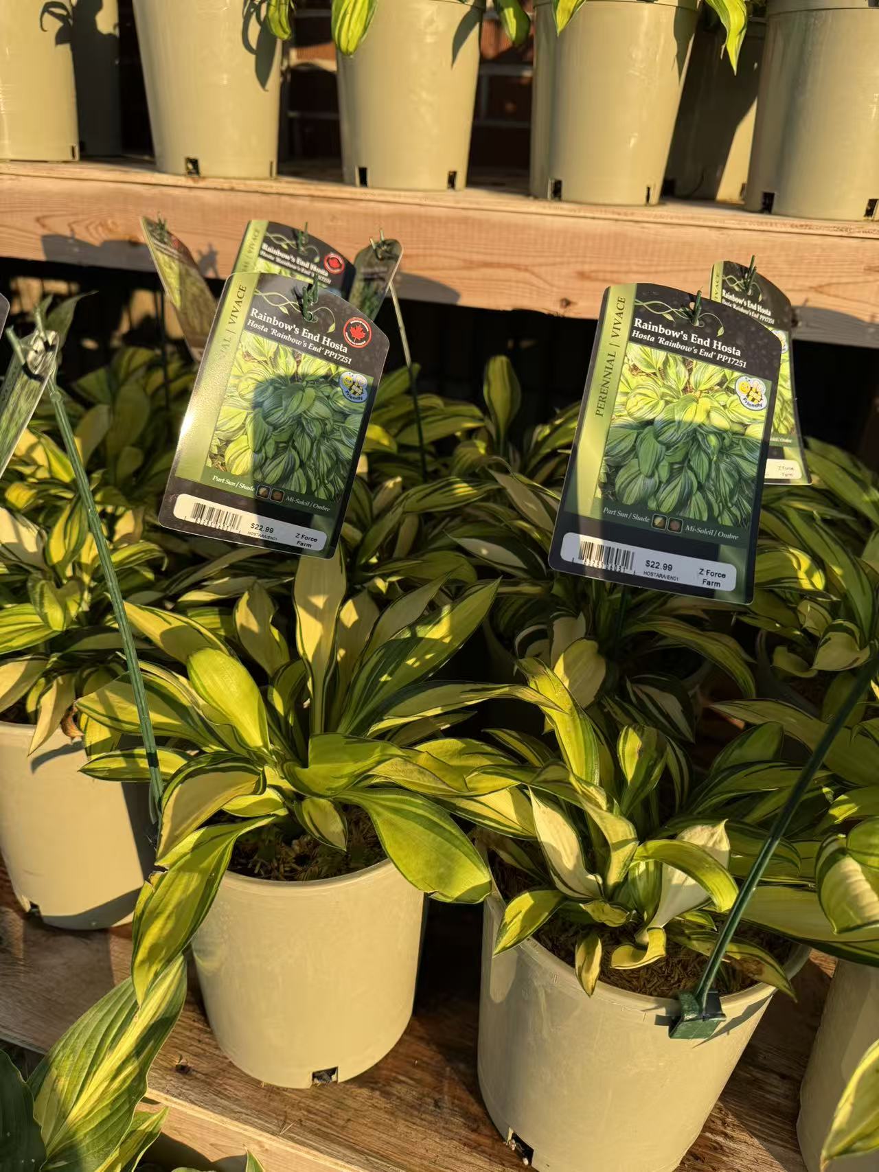 Hosta 'Rainbow's End'