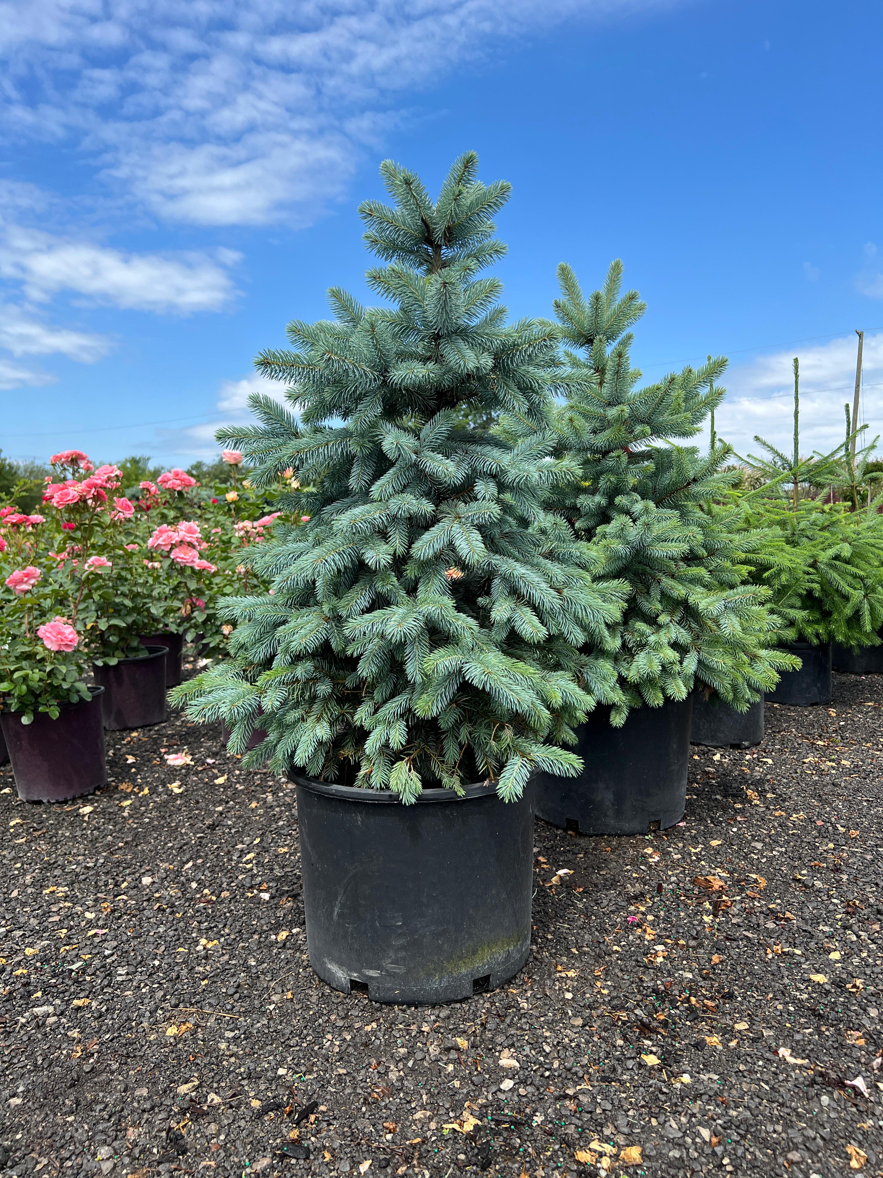 Baby Blue Spruce – zforcefarm