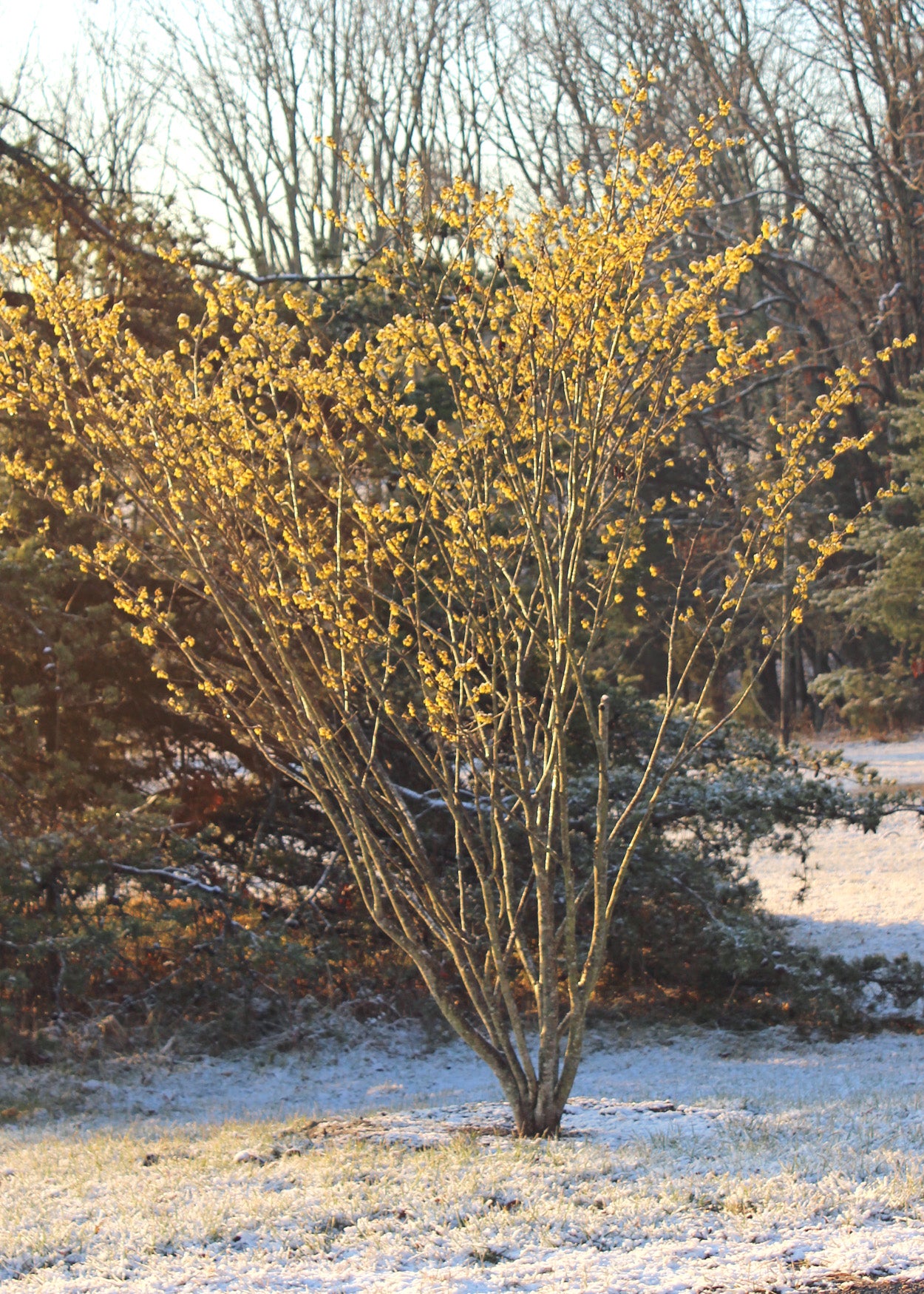 Witch hazel