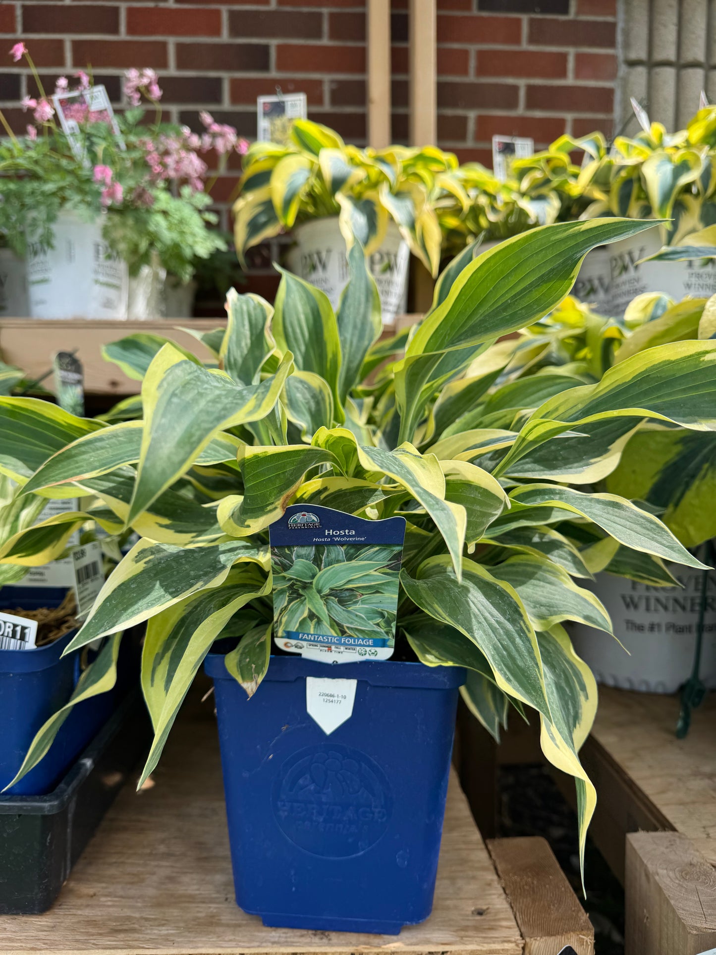 Hosta 'Wolverine'