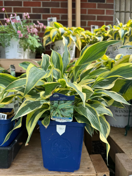 Hosta 'Wolverine'