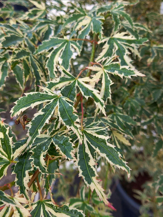 Acer Palmatum Butterfly