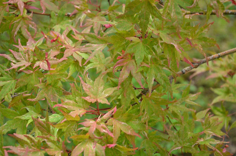 Acer palmatum Kasen Nishiki