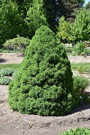Dwarf Alberta Spruce