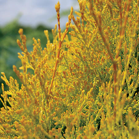 Gold Cedar