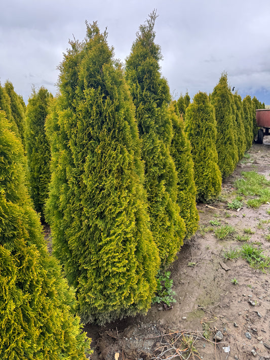 Gold Cedar