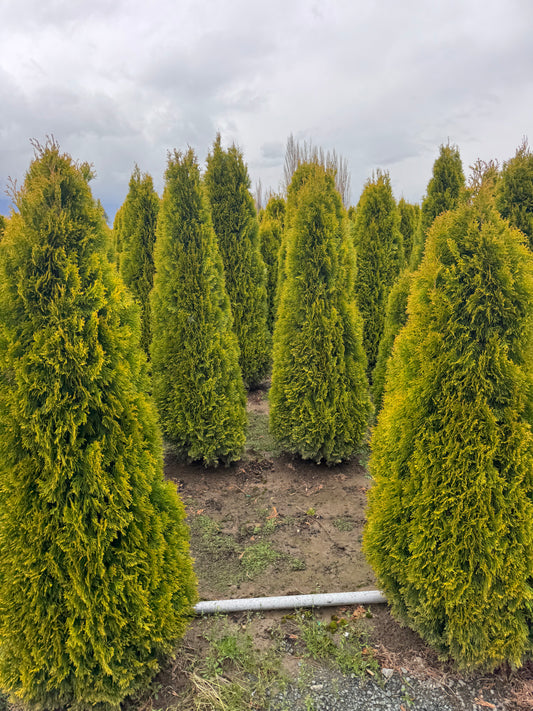 Amber Gold Cedar