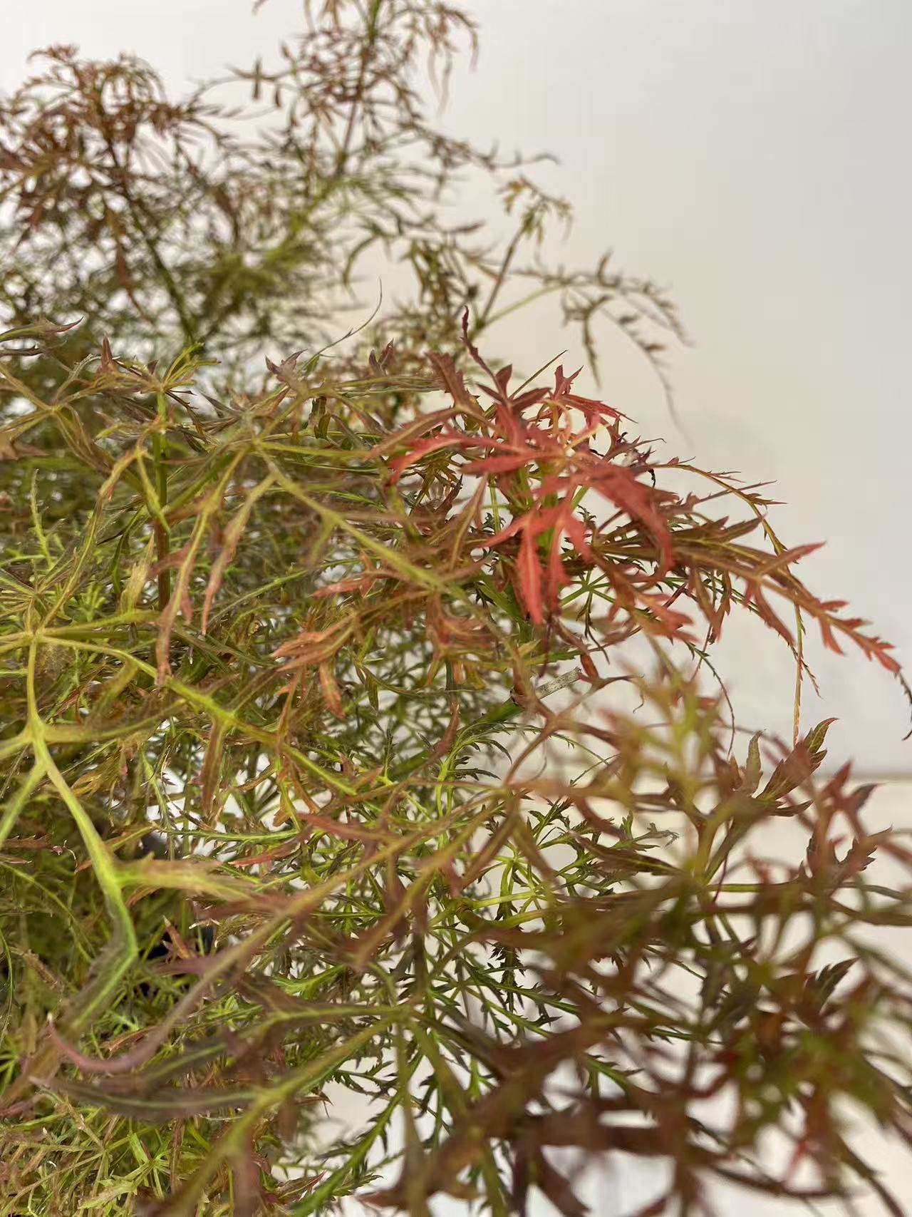 Acer Palmatum Baby Lace