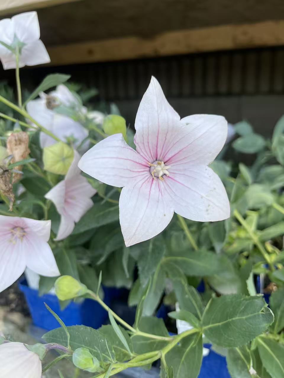 Platycodon grandiflorus Balloon Flower Pink