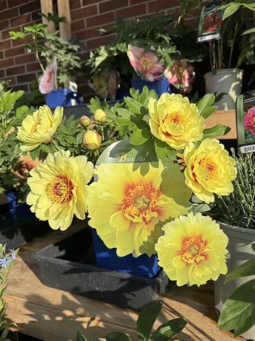 Itoh Peony 'Bartzella'