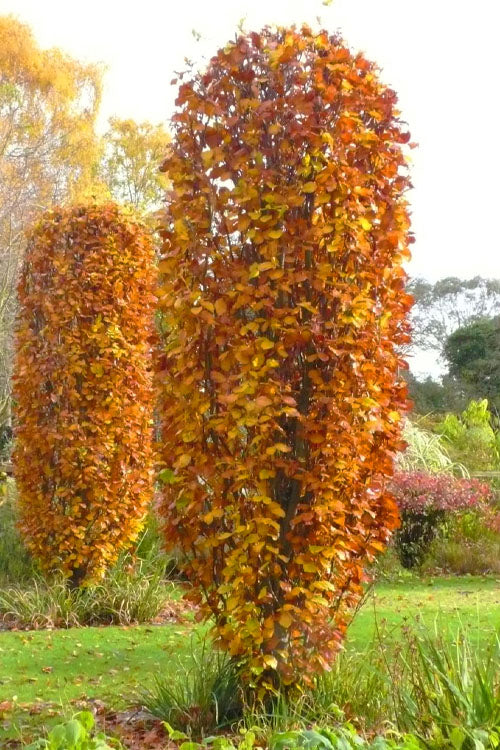 Beech Gold/Green/Purple/Red