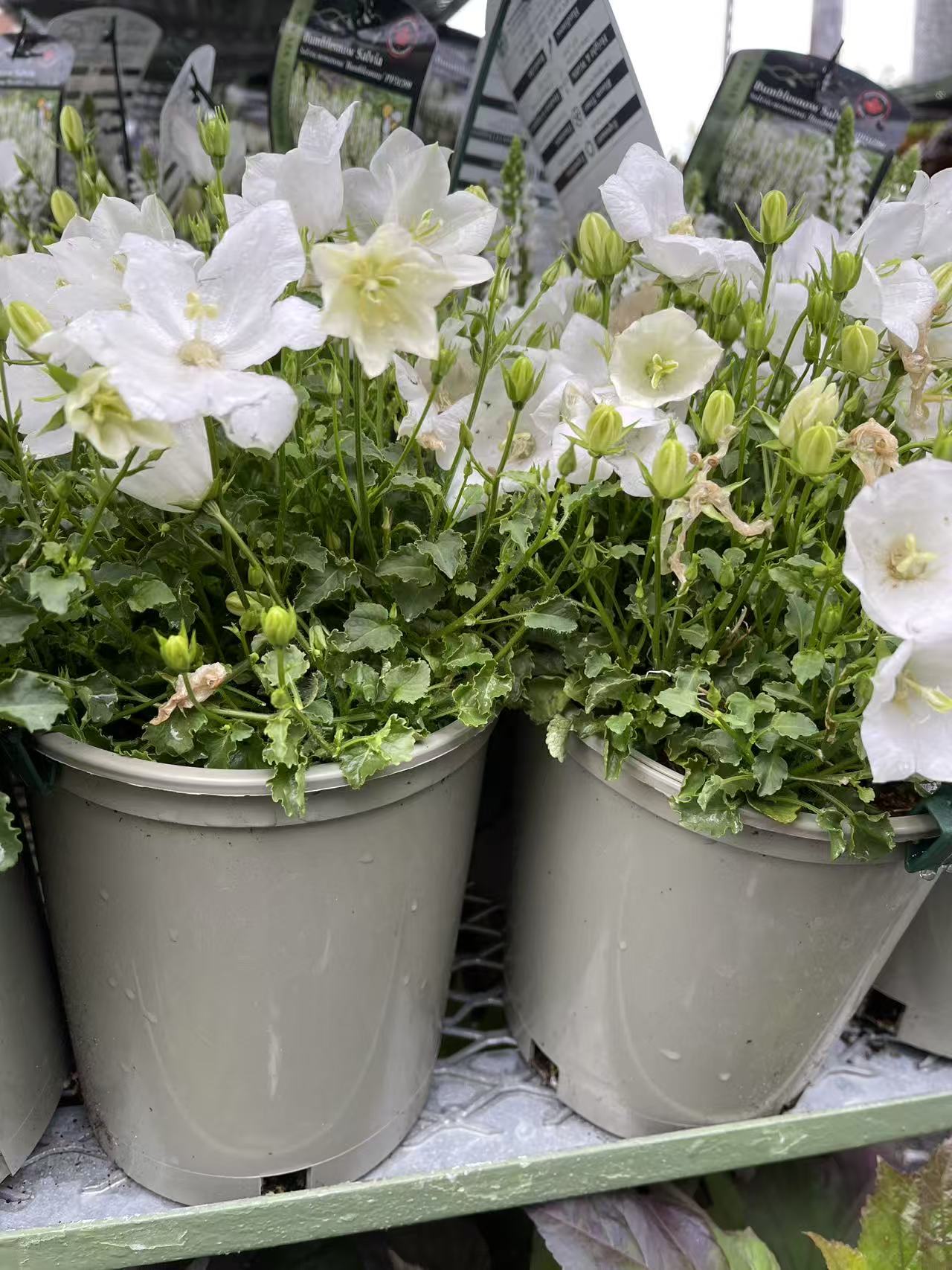 Bellflower 'Rapido White'