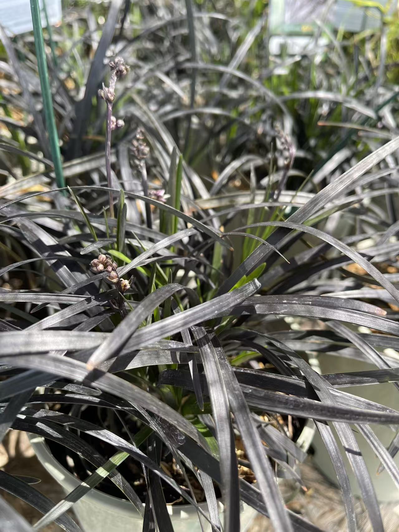 Black Mondo Grass 'Nigrescens'