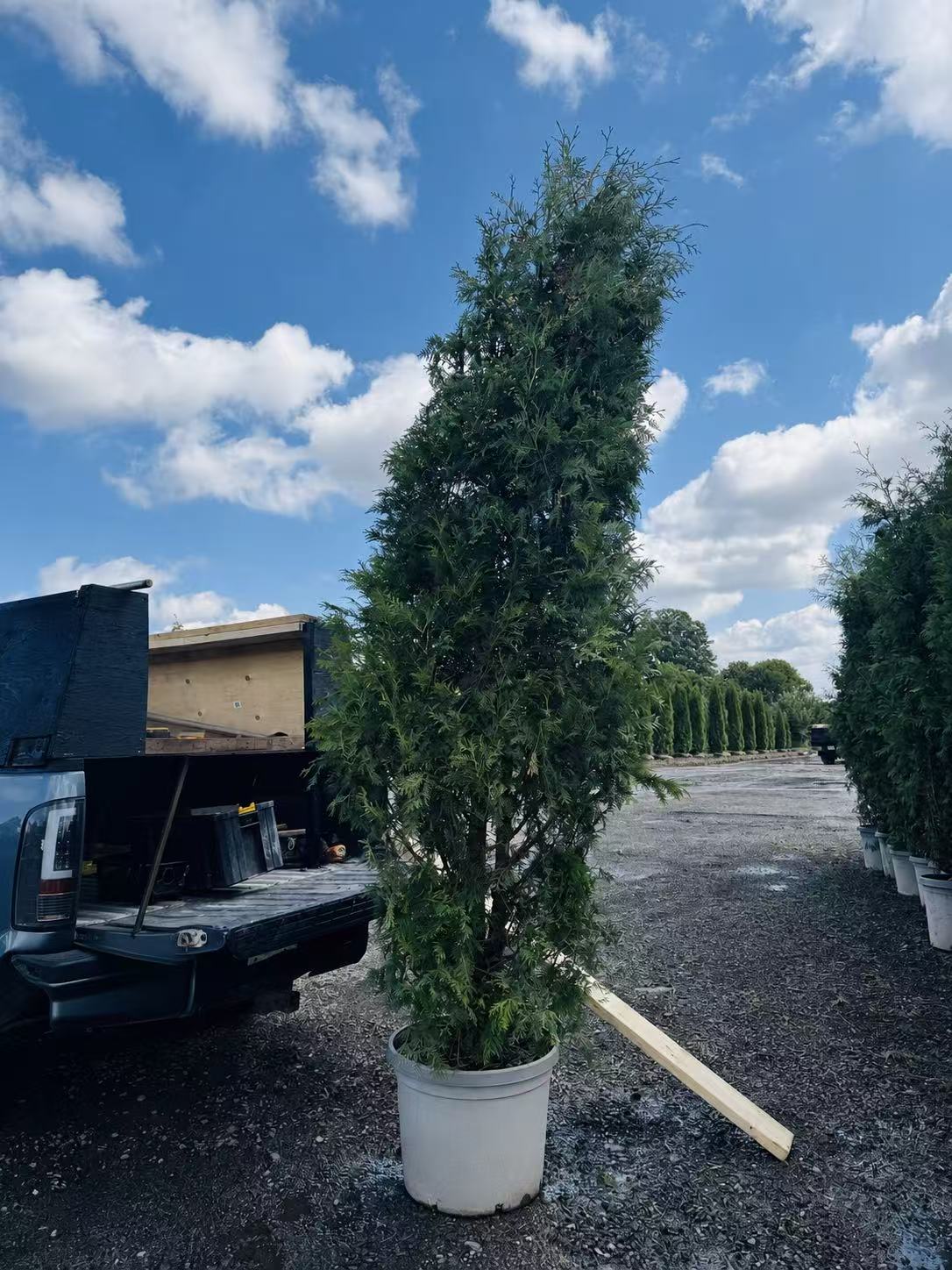 9feet Black Cedar
