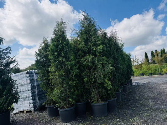 9feet Black Cedar