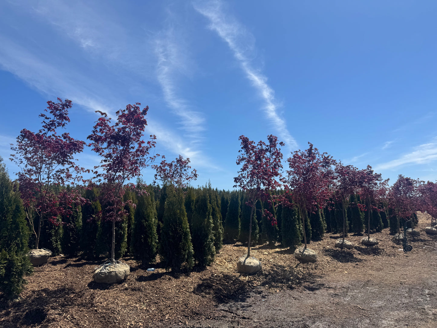 Acer Palmatum 'Emperor 1'