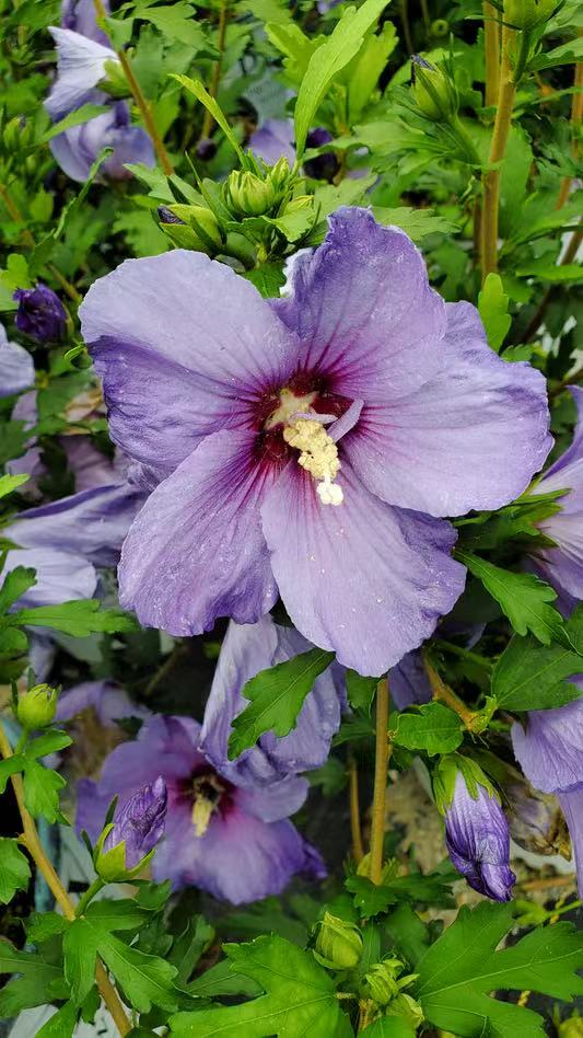 Rose Of Sharon Azurri Blue Satin
