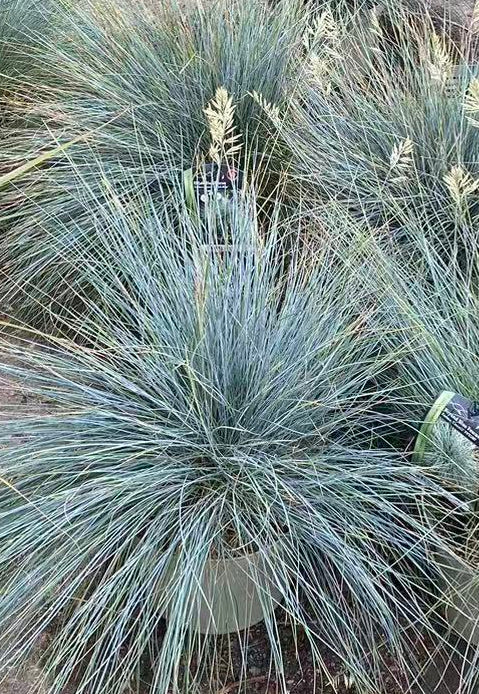Blue Fescue 'Beyond Blue'