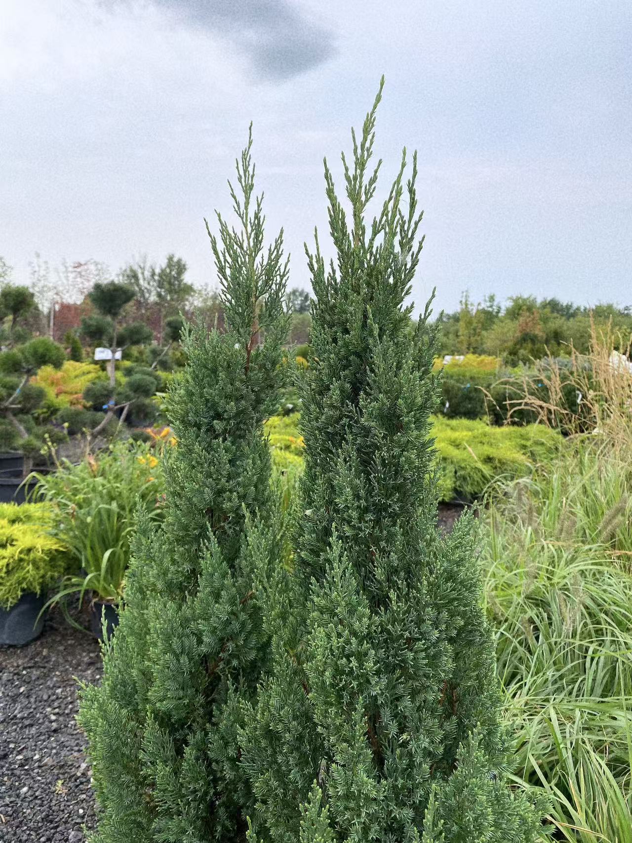 Juniper 'Blue Point'