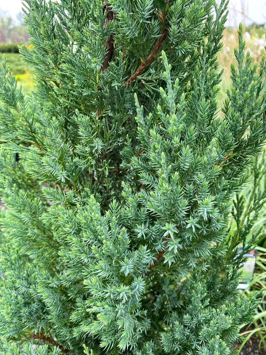 Juniper 'Blue Point'