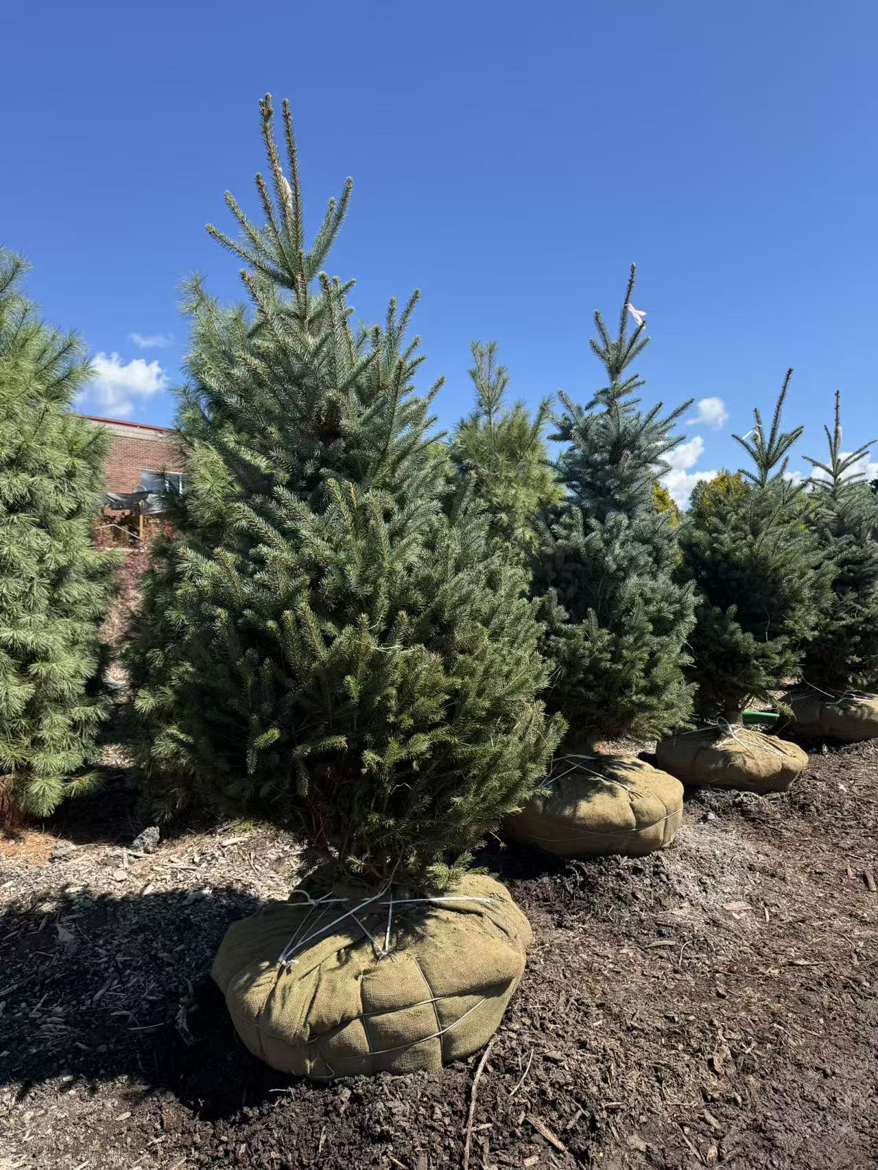 Colorado Blue Spruce