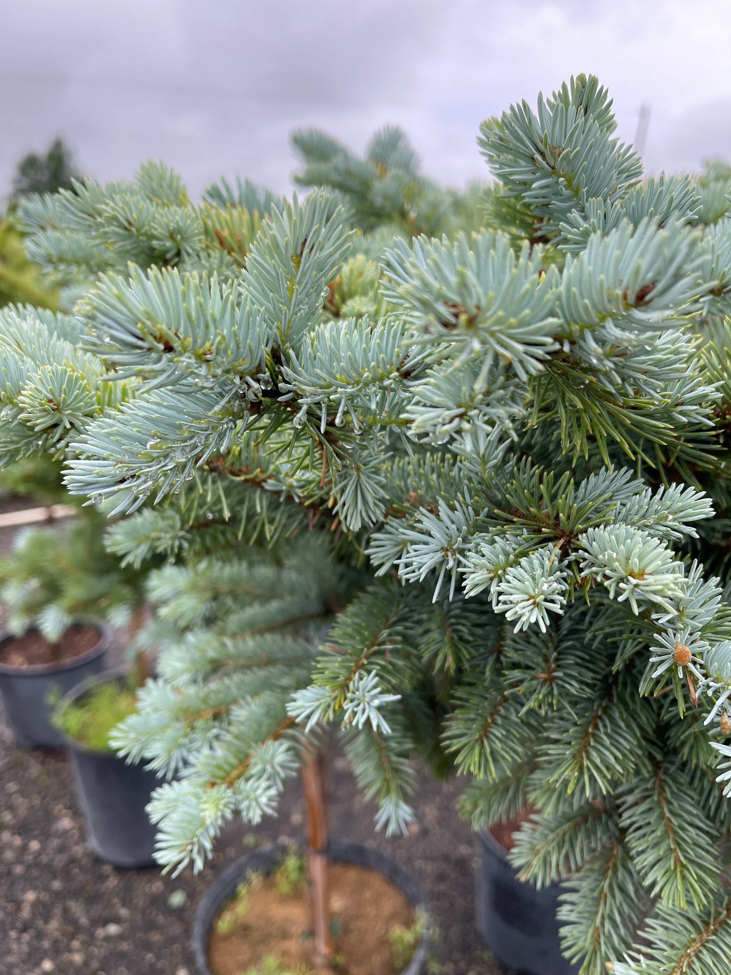 Dwarf Globe Blue Spruce Std