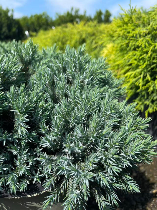 Blue Star Juniper