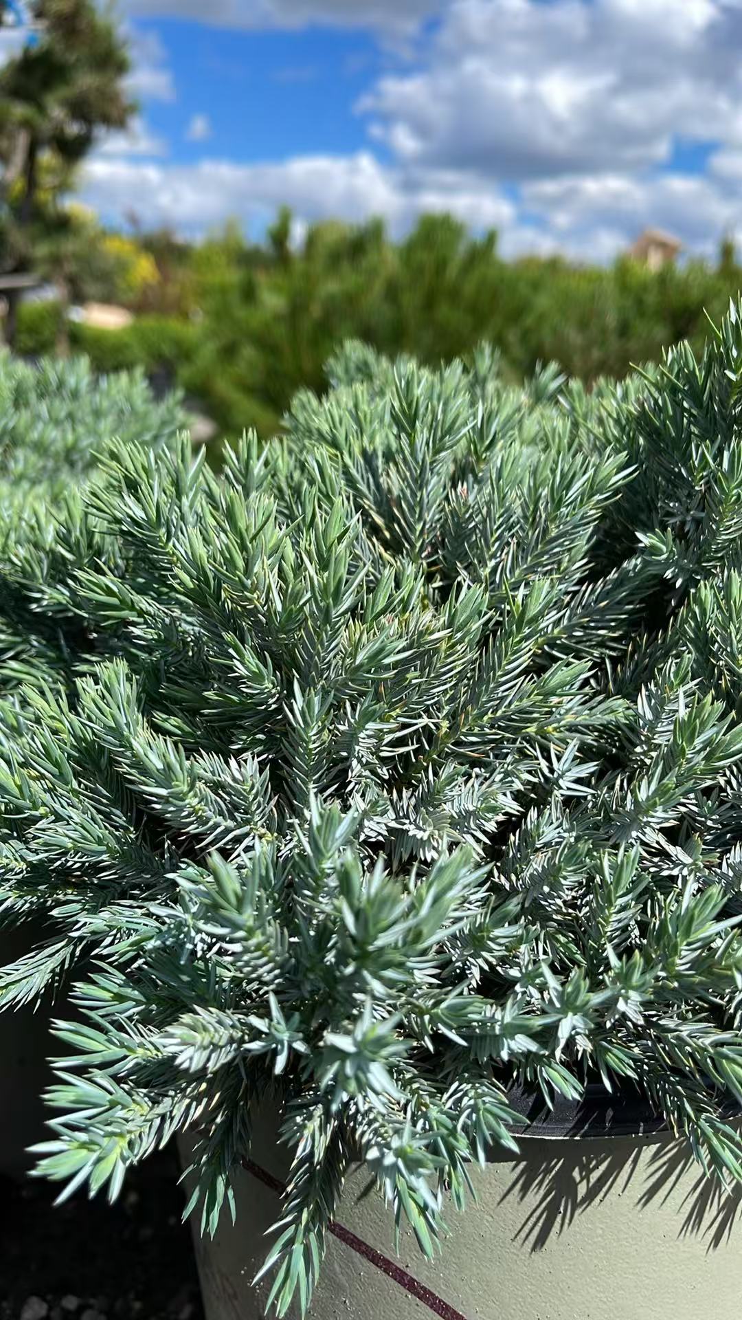 Blue Star Juniper