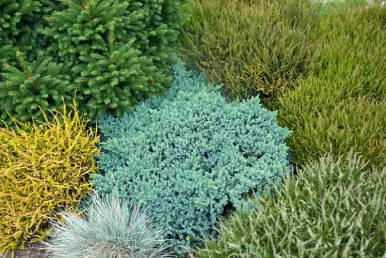 Blue Star Juniper