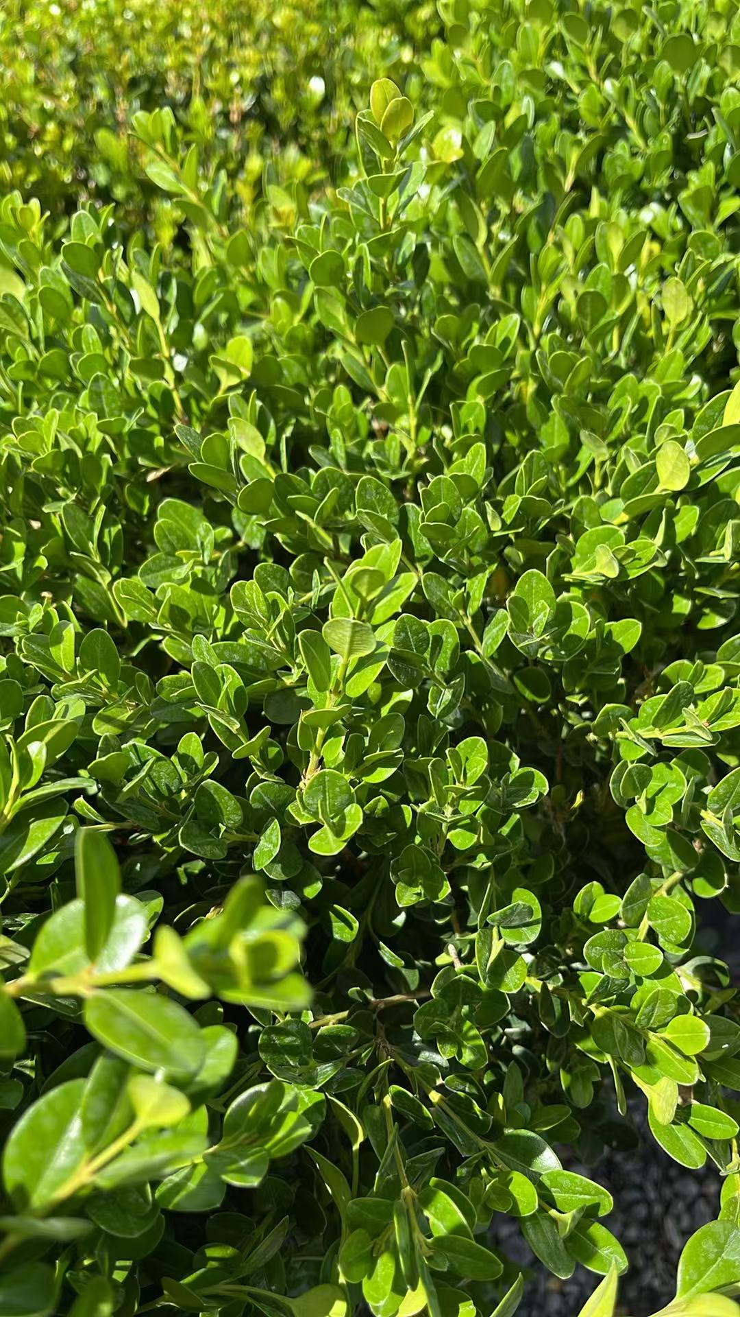 Winter Gem Boxwood (Buxus microphylla ‘Winter Gem’)