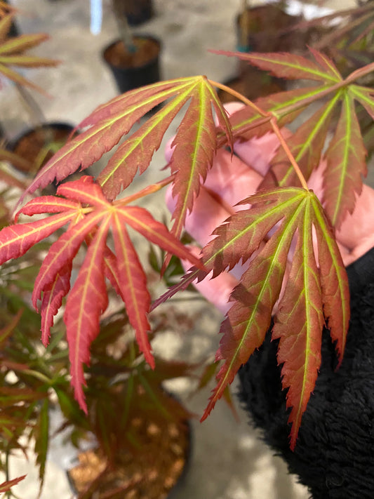 Acer shirasawanum Bronze Age