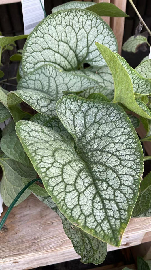 Brunnera 'Jack of Diamonds'
