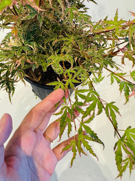 Butterfly Japanese Maple variegated foliage at Z Force Farm