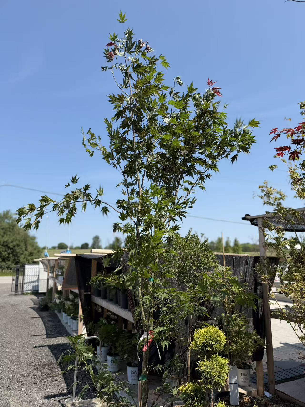 Acer shirasawanum Red dawn