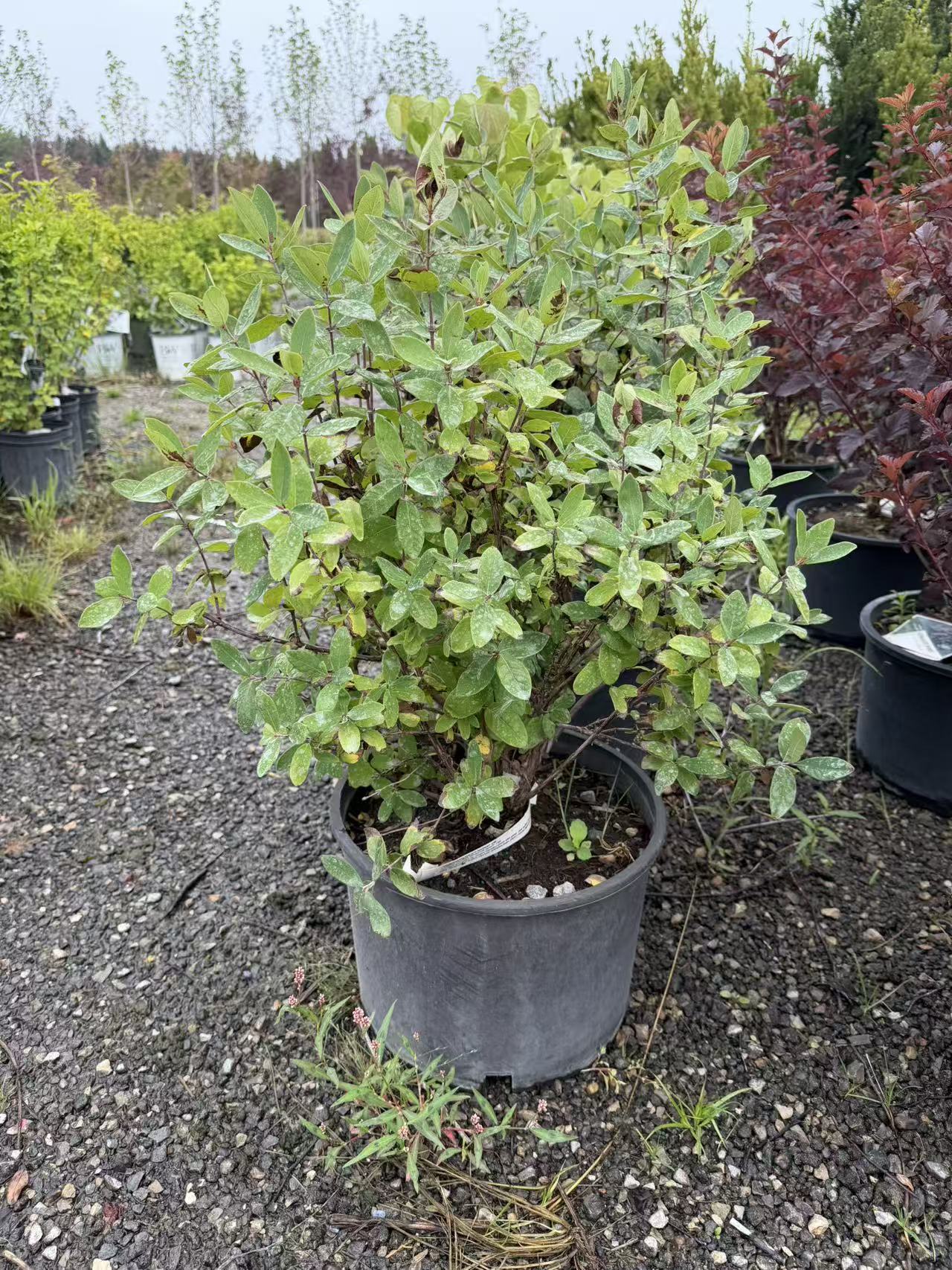 Honeyberry 'Haskap'