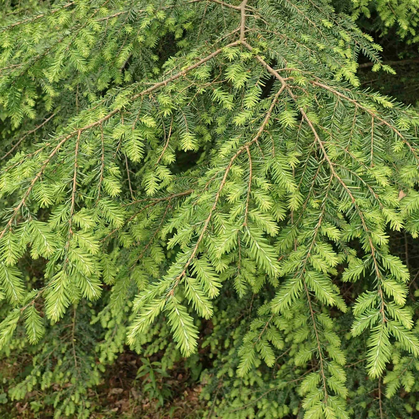Eastern hemlock