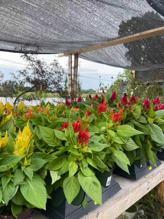 Celosia