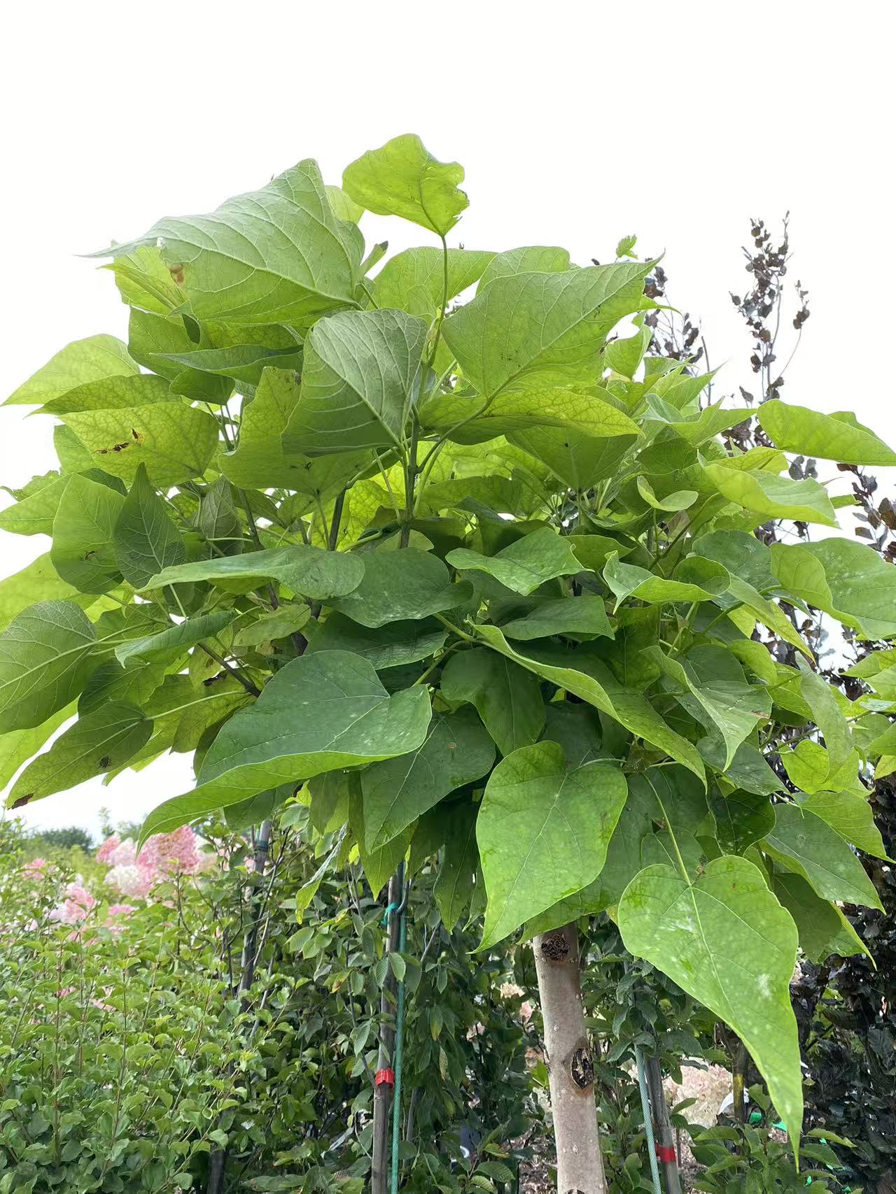 Catalpa bignonioides 'Nana'