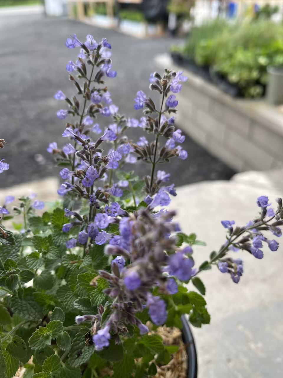 Catmint 'Purrsian Blue'