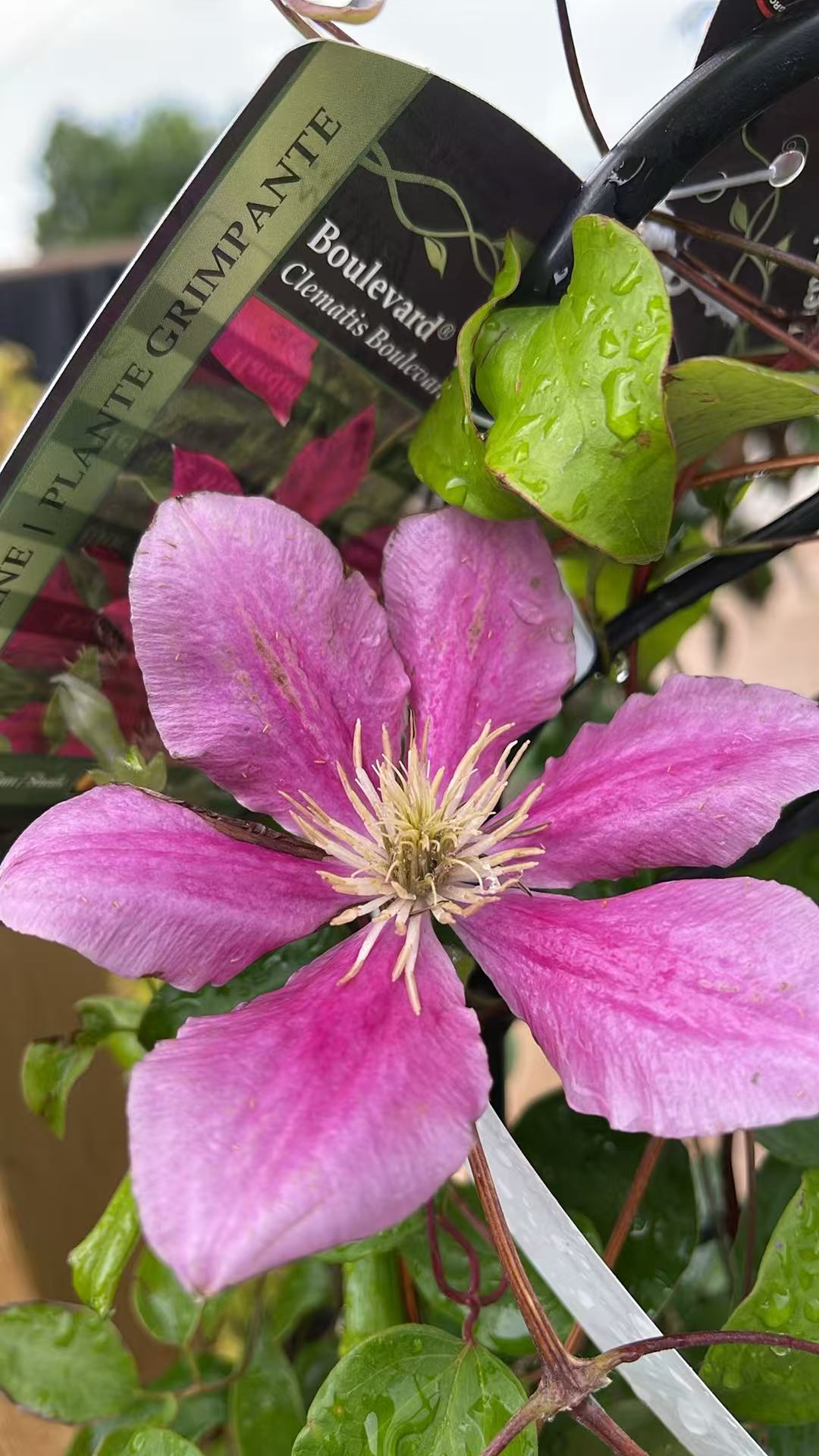 Clematis combo 'Henryi & Vicky'