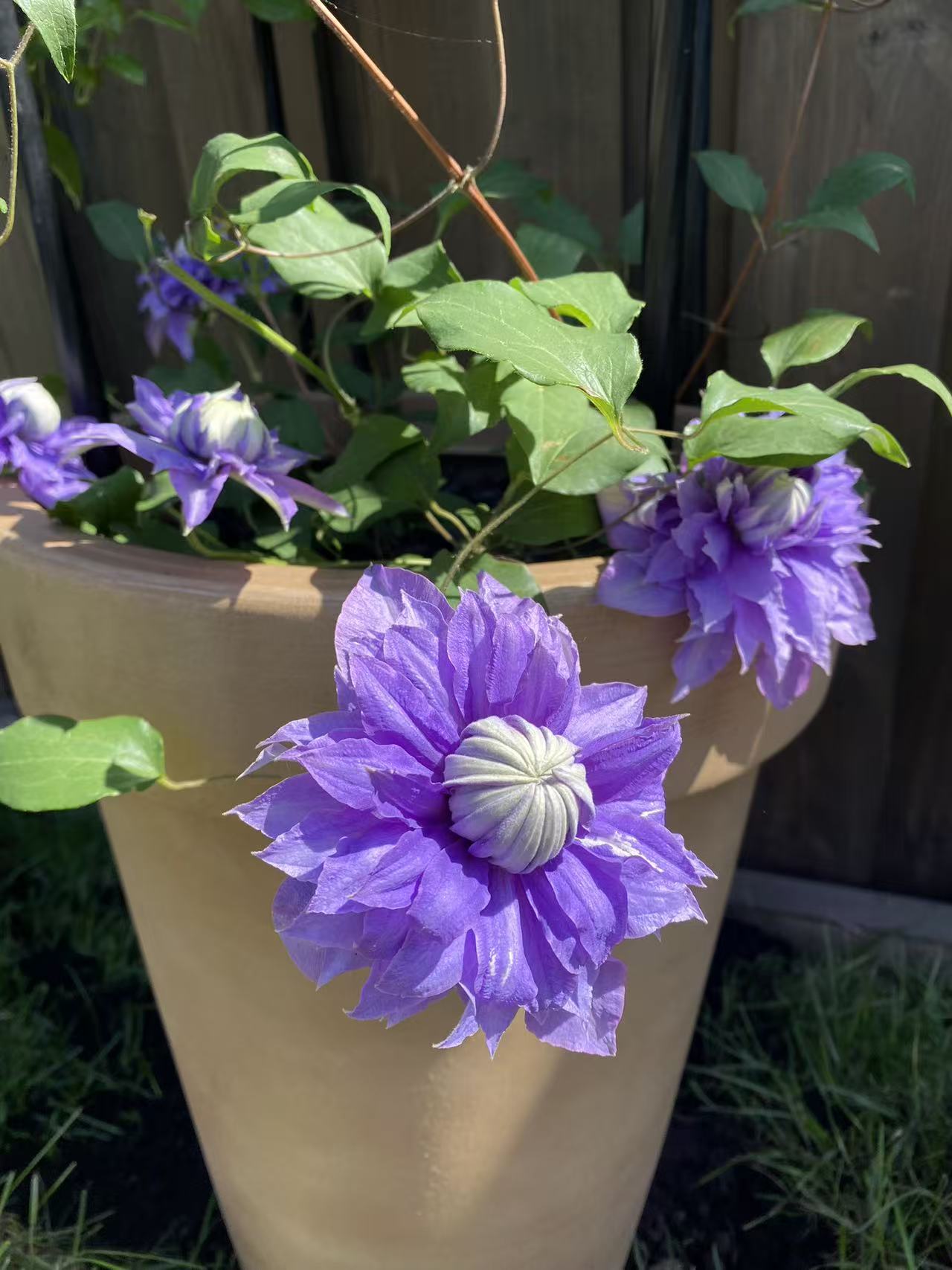 Clematis 'Diamantina'