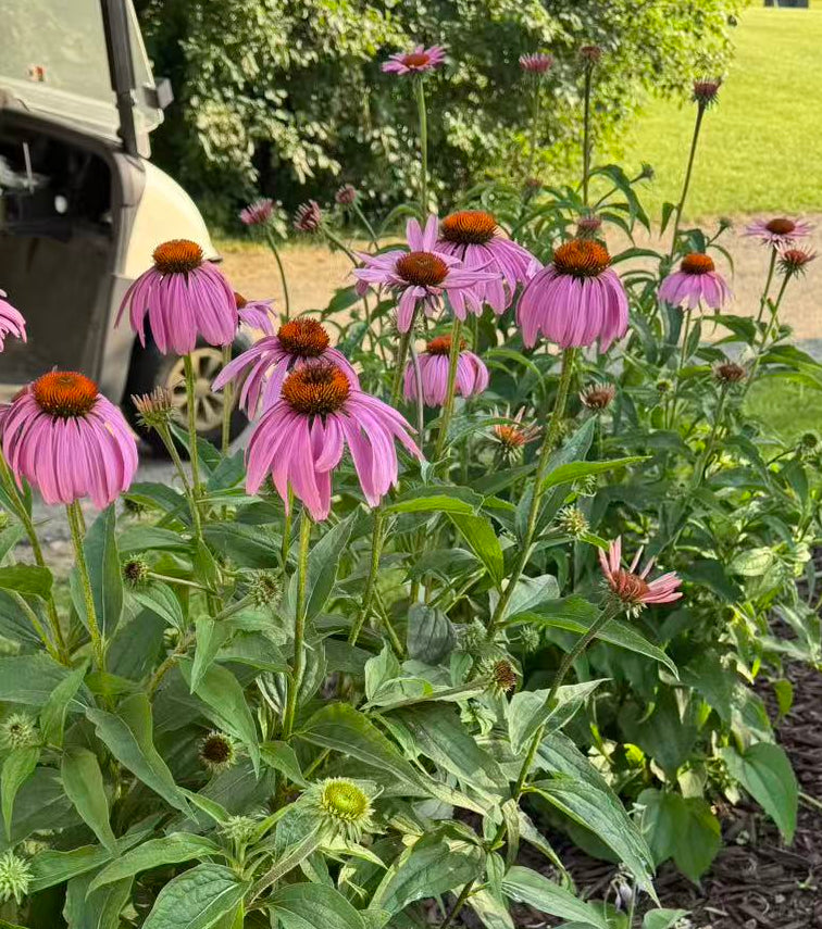 Purple Coneflower