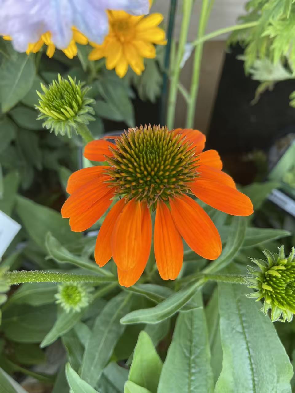 Coneflower Artisan 'Soft Orange'